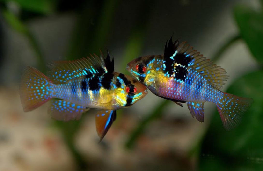Blue Ram Cichlid