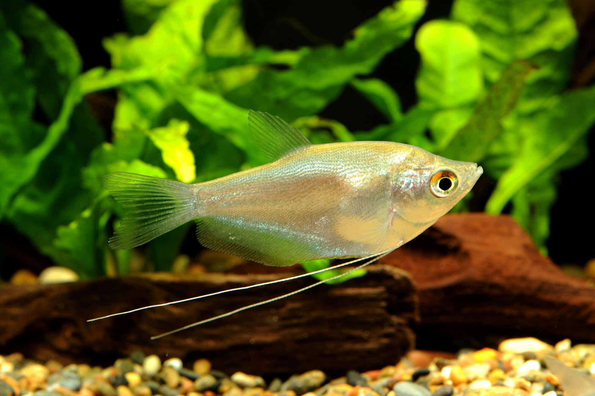 Moonlight Gourami