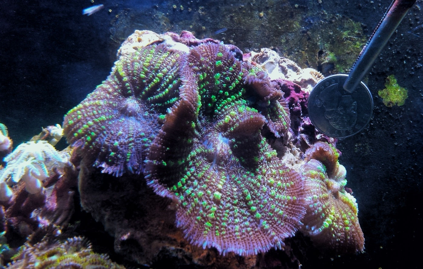 Mother Uranium Bounce Mushroom WYSIWYG