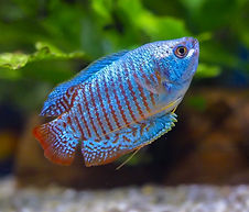 Neon Blue Dwarf Gourami.jpg