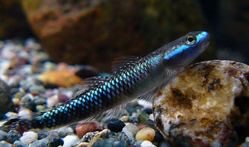 neon blue goby.jpg