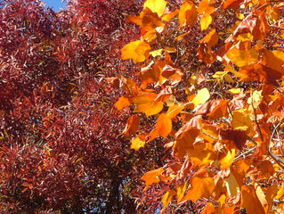 autumn is here at last