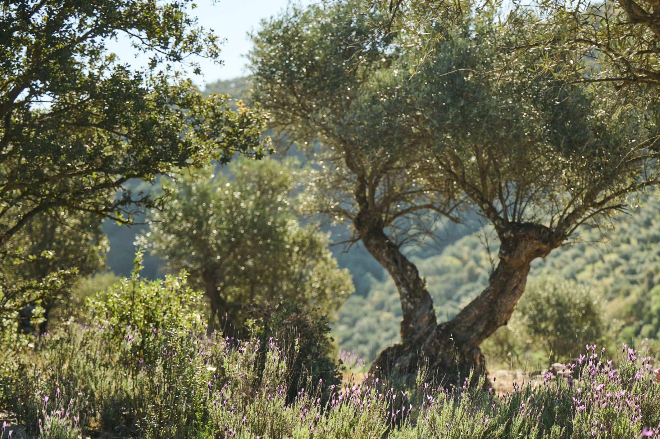 Adopt an olive tree and receive 3L of organic olive oil at harvest time (€18/L)