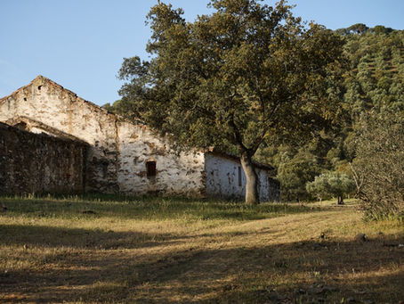 La ruine dans l'oliveraie