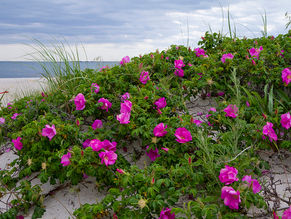 Waking with open hands