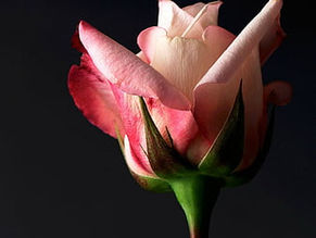 Lent, Week 4: Ripening, day two