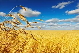 In-between spaces and the little harvest