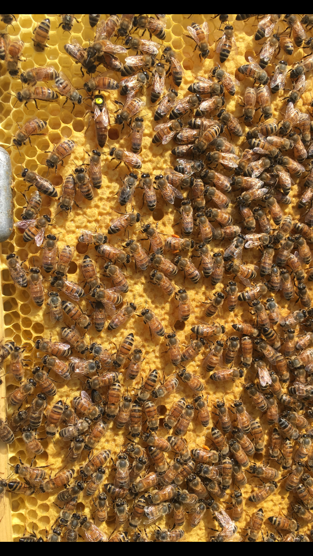 II'd breeder queen in untreated test colony