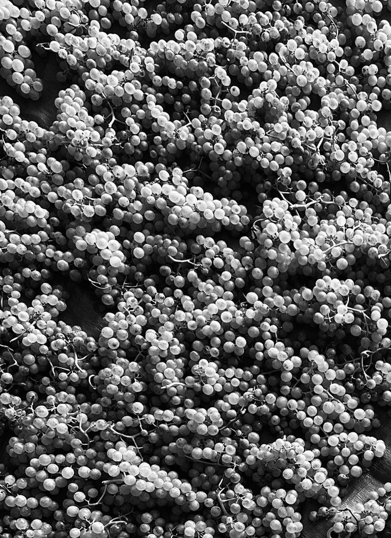 Miniaturbild: Solaris X dessert 2022