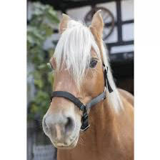 Licol / Longe cheval de trait