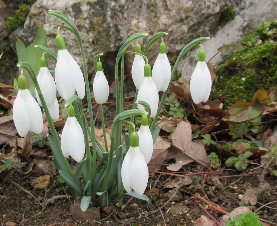 Fleurs 2.jpg