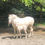 Miniature : Kim d'Eck