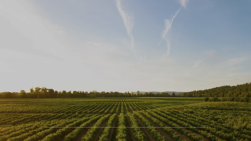 CDA US RS_Reich Scrofa AVOCADOS 2025.png
