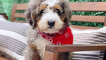 bernedoodle 5.jpg