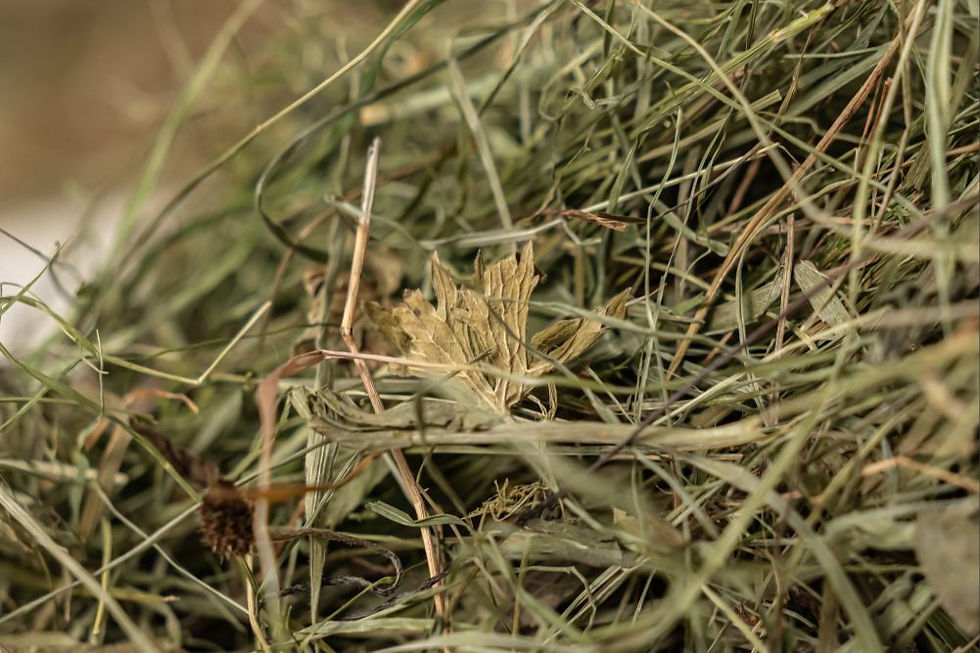 Miniatura: BYLINKOVÉ OTAVY ZE ŠUMAVSKÝCH KVETOUCÍCH LUK
