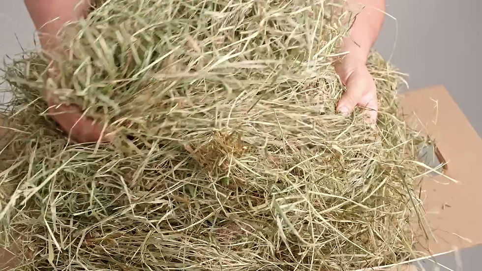 Miniatura: HORSKÉ BYLINKOVÉ SENO OD MEDVĚDÍHO POTOKA Z KRKONOŠSKÉHO NÁRODNÍHO PARKU