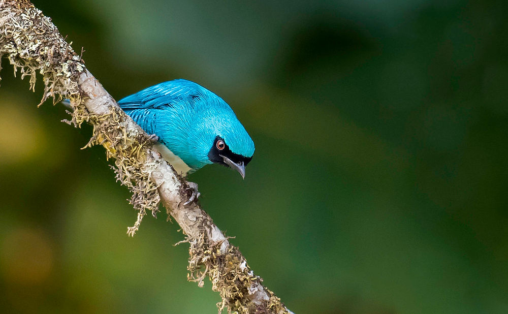 Le top 5 des oiseaux de Colombie L'ÉchaP Colombie