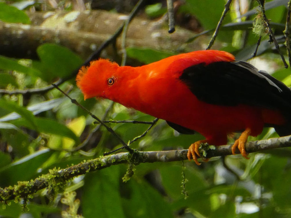 Notre sélection oiseaux de Colombie L'Échappée Colombie