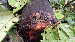 Découvrez l'insolite de la nature
