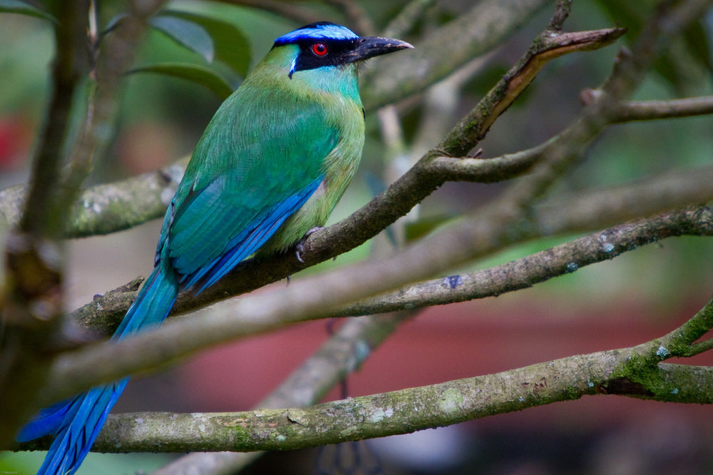 Le top 5 des oiseaux de Colombie L'ÉchaP Colombie