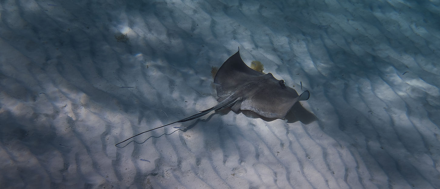 Fotografie rejnoka v moři, Yukátán, Mexiko.