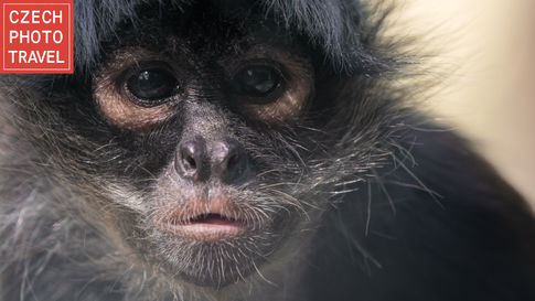 Fotografie chápana ze záchranné stanice Akumal, Yukátán, Mexiko.