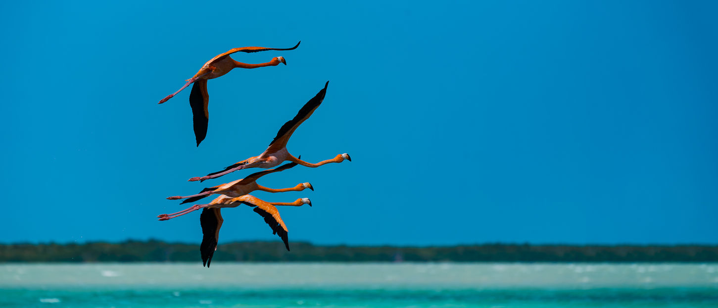 Tato fotografie zachycuje nádhernou krajinu biosférické rezervace Rio Lagartos v Mexiku. Na snímku lze vidět plameňáky.