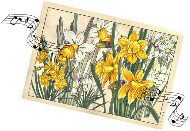 daffodil3s_edited.png
