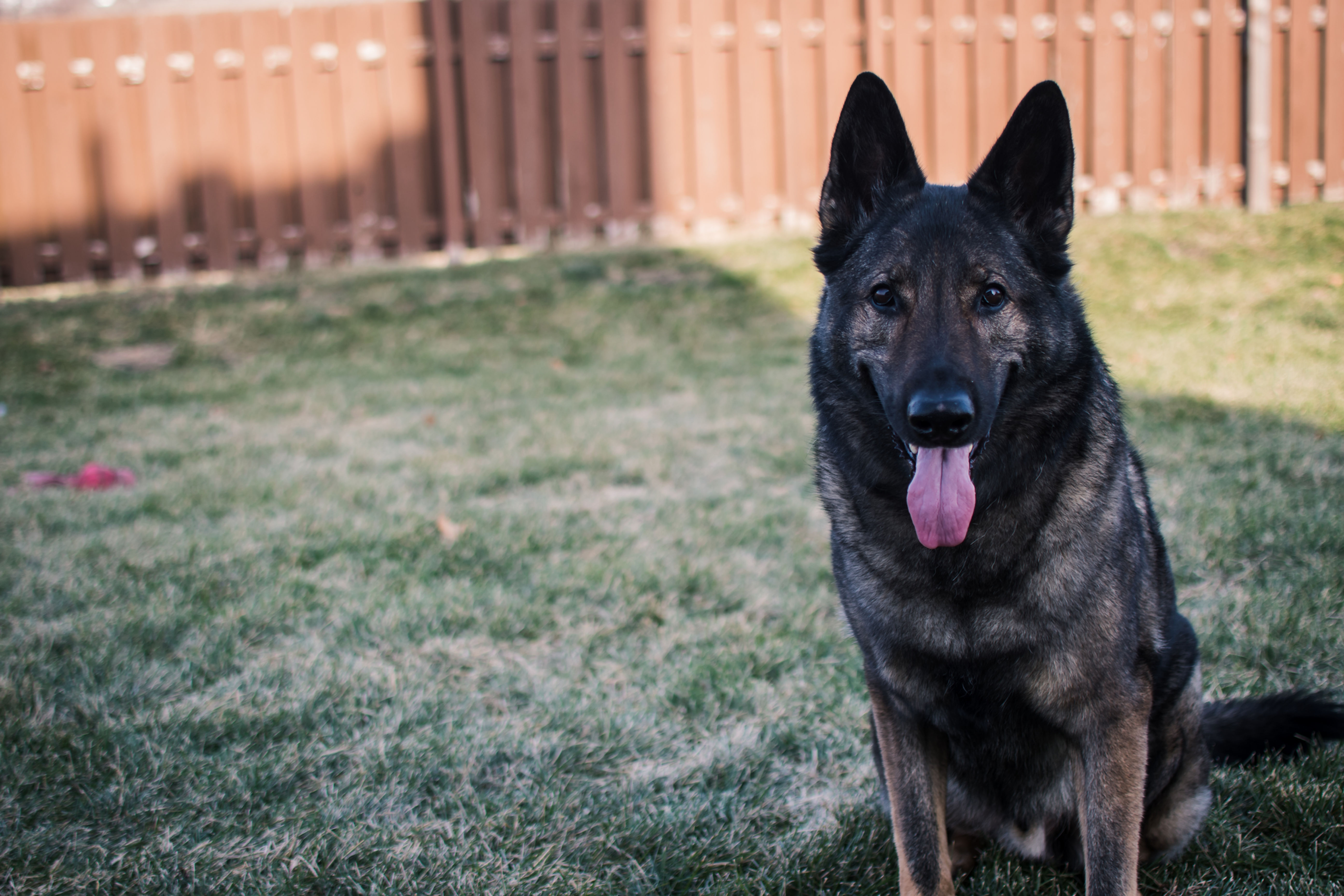 Beginner Obedience w/Kyra Stewart