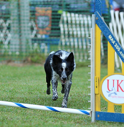 Agility I - Contacts and Sequencing