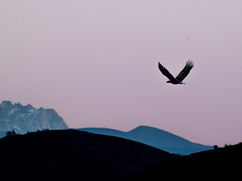 Steppe Eagles and White-tailed Eagles