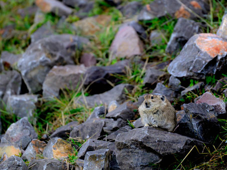 Plateau Pikas and Tibetan Snow Finches