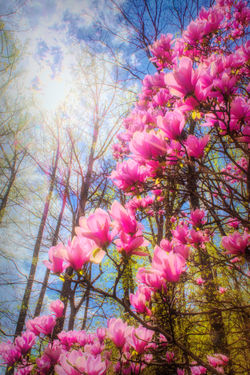Magnolia Tree