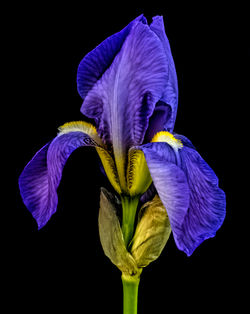 Blue Iris