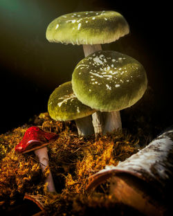 Mushrooms