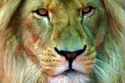 Lion - Orana Wildlife Park