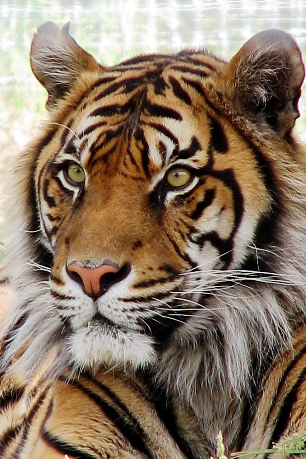 Sumatran Tiger - Orana Park