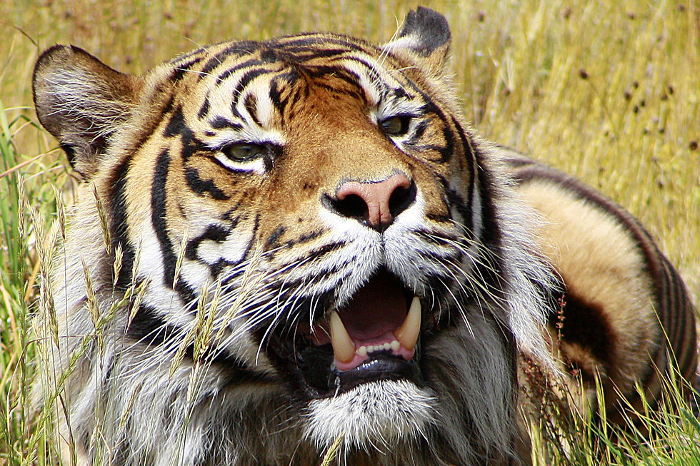 Sumatran Tiger - Orana Park