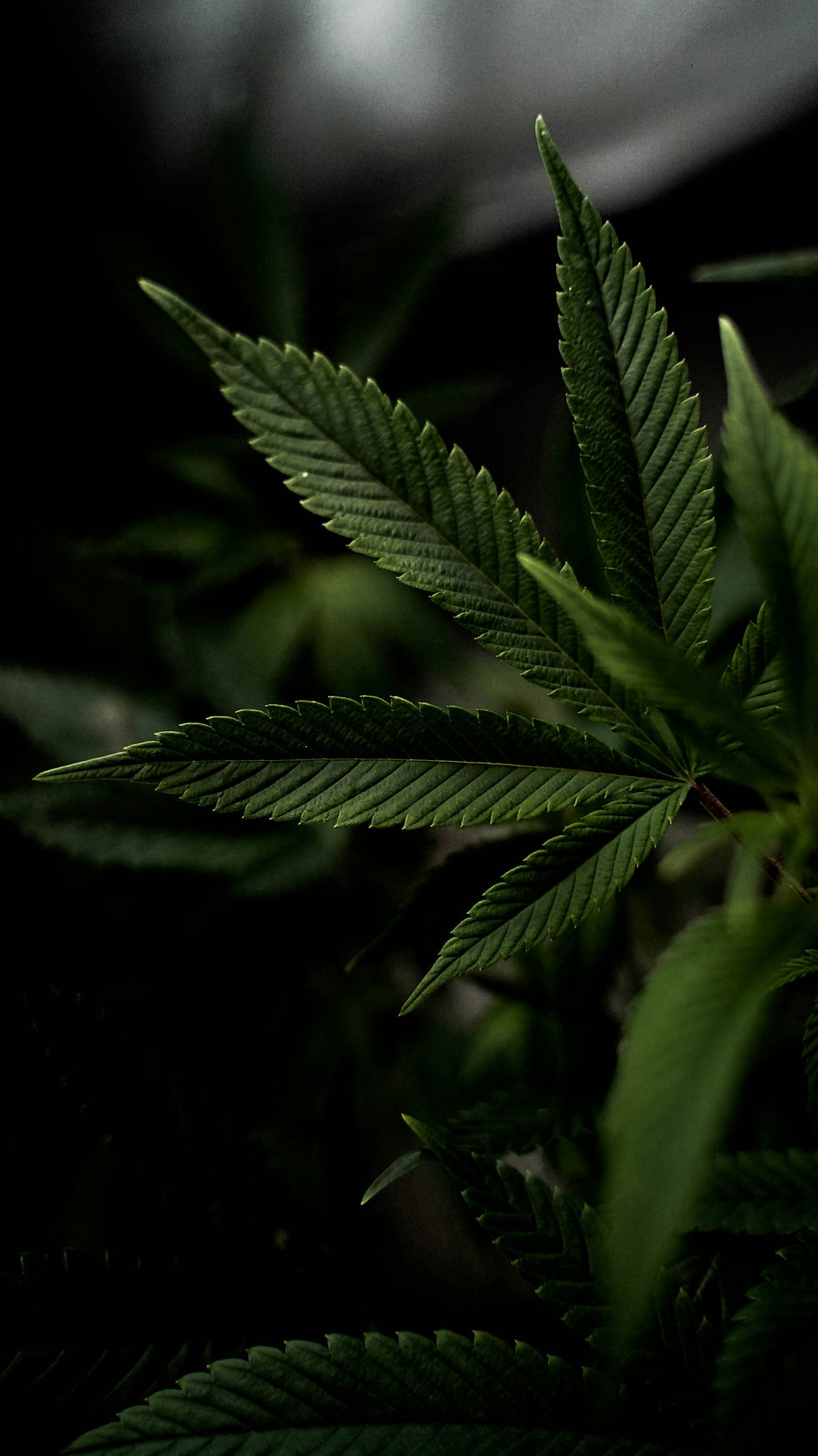 Angst voor politie bij medicinale cannabis