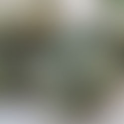 Strain review Crumbled Lime