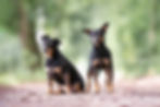 Logo Misha & Luna (7).jpg