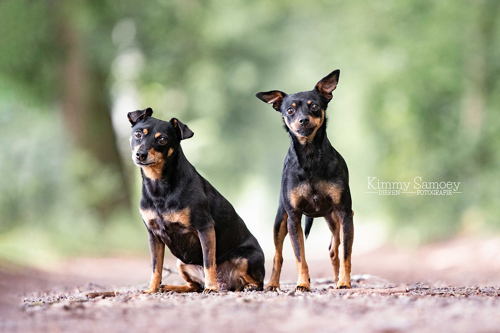 Logo Misha & Luna (7).jpg
