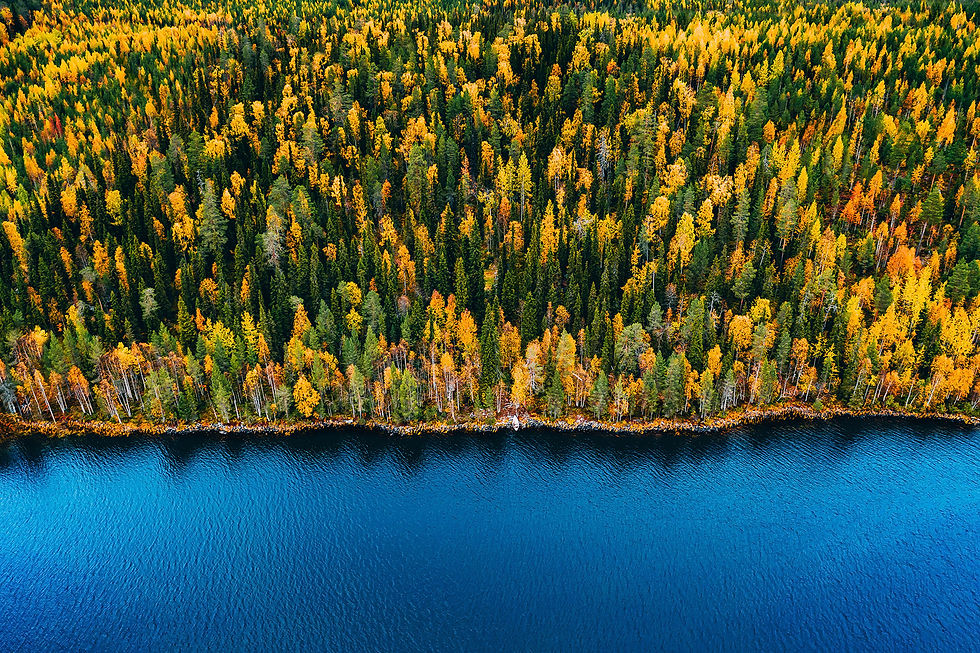 aerial-drone-view-of-autumn-colors-in-a-forest-nea-2026-03-25-10-00-52-utc.jpg