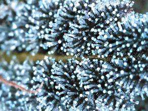 Cannabis Sorten: Indica, Sativa & Hybride – Was steckt hinter deiner Lieblingssorte?