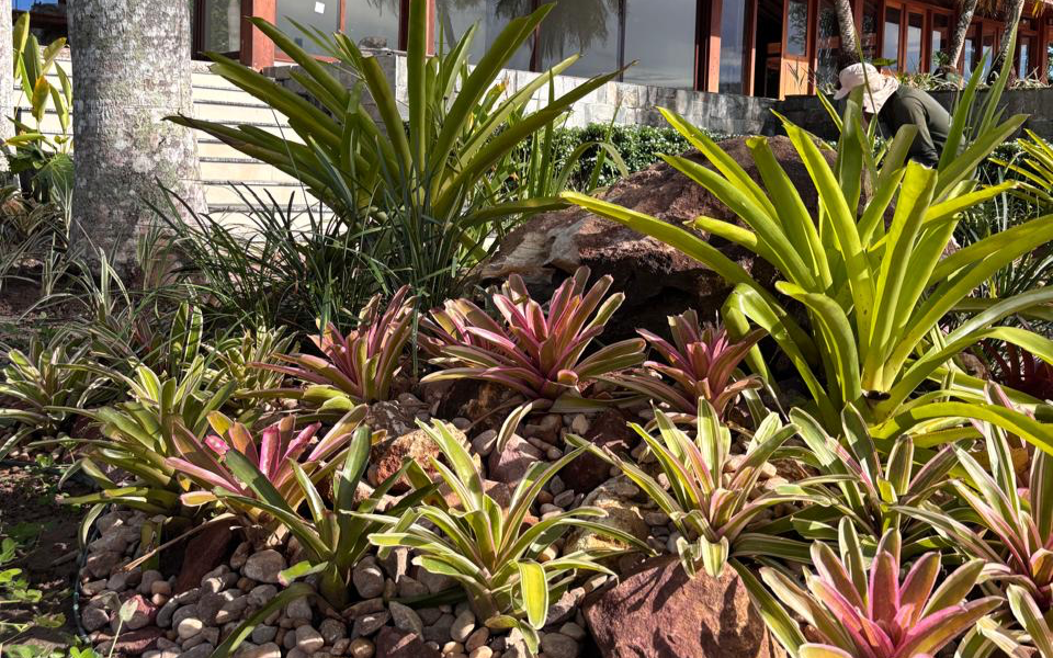 Bromélias em paisagismo residencial em Manaus.