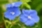 Azulzinha (Evolvulus glomeratus), planta amazônica com flor