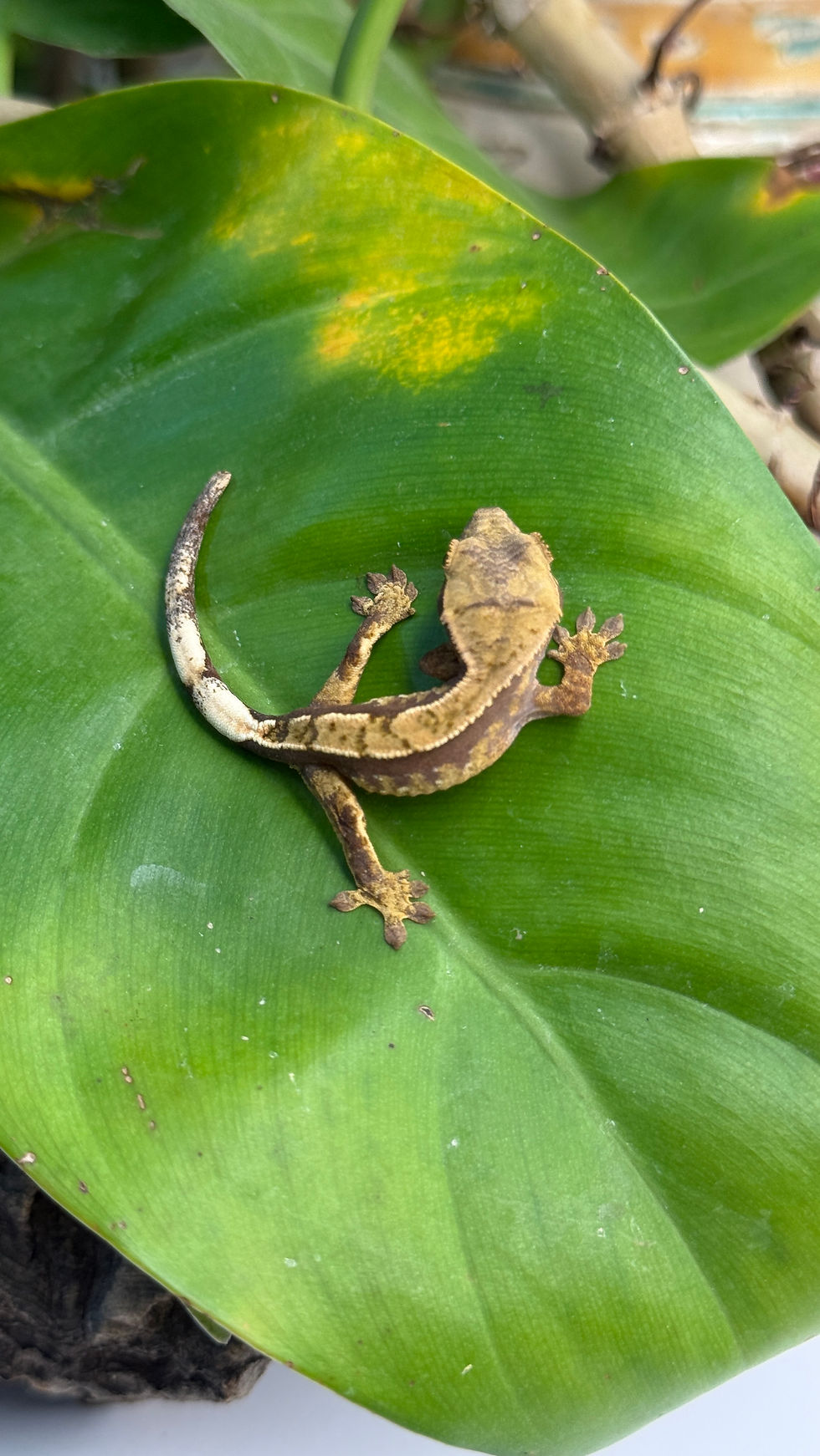 Miniature : N3526 Correlophus ciliatus (gecko à crête) Harlequin dashed pinstripe Juvénile 