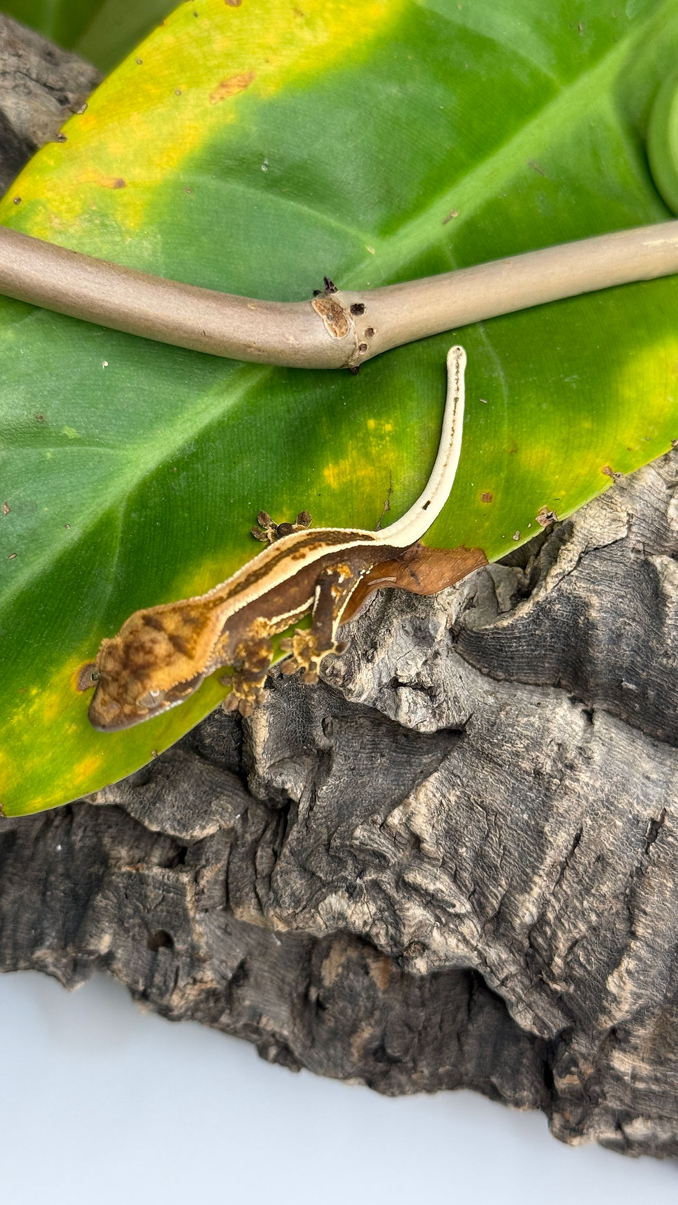 Miniature : N1326 Correlophus ciliatus (gecko à crête) juvénile SUPERSTRIPE
