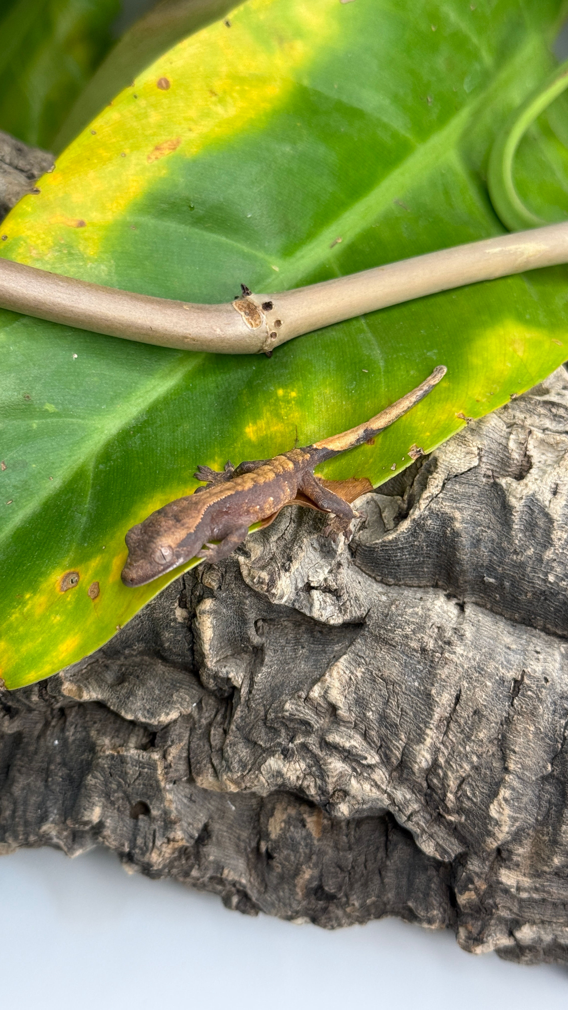 N1726 Correlophus ciliatus (gecko à crête) juvénile Dark Harlequin