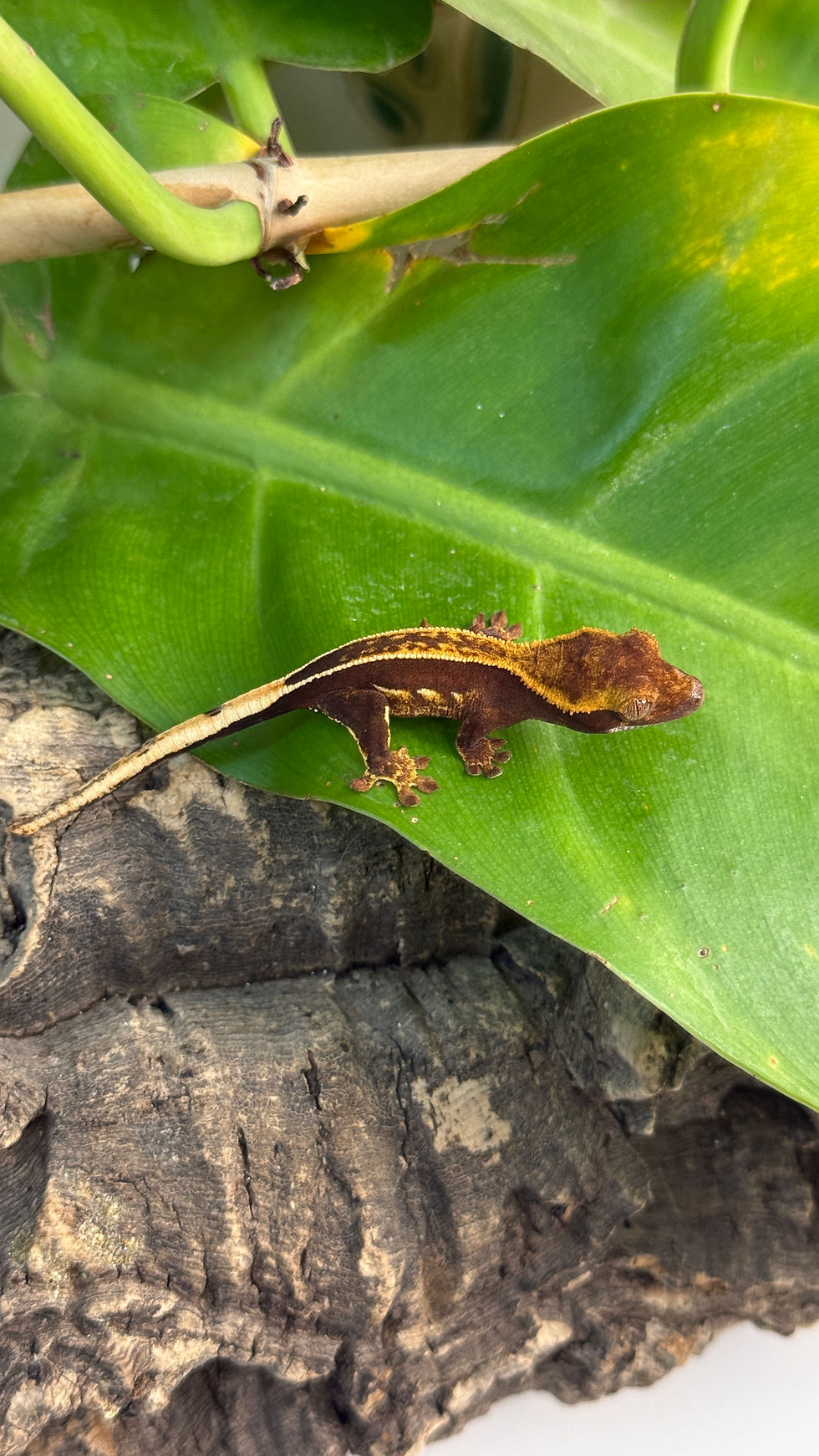 Miniature : N2926 Correlophus ciliatus (gecko à crête) Dark superstripe 